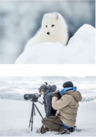 Save the Arctic Fox