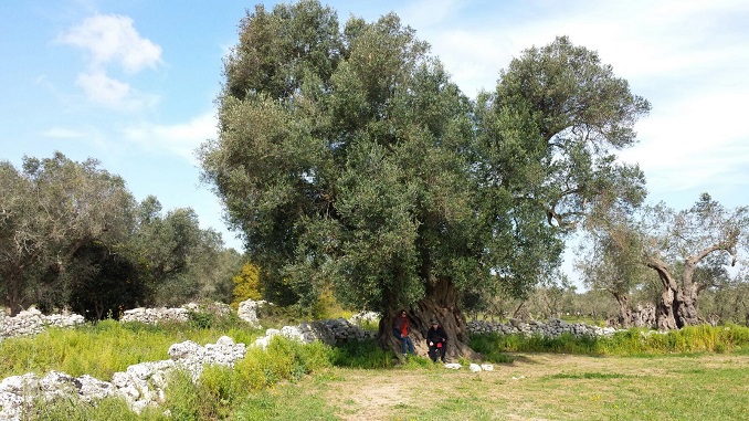 APPROVATA LEGGE PAGLIARO PER VALORIZZAZIONE LEGNO ULIVI COLPITI DA XYLELLA