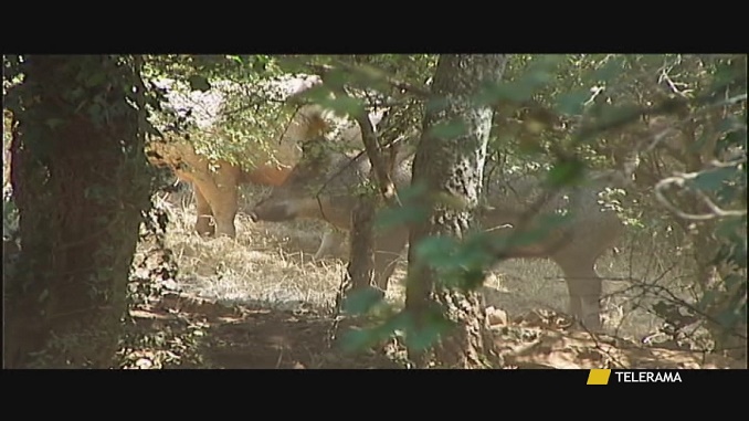 Emergenza cinghiali