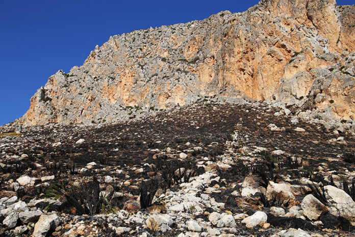 incendio_monte_cofano_bruciato