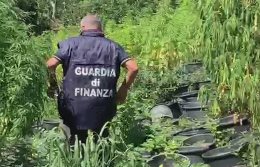 piantagione marijuana