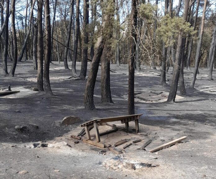 bosco-scorace-distrutto-incendio