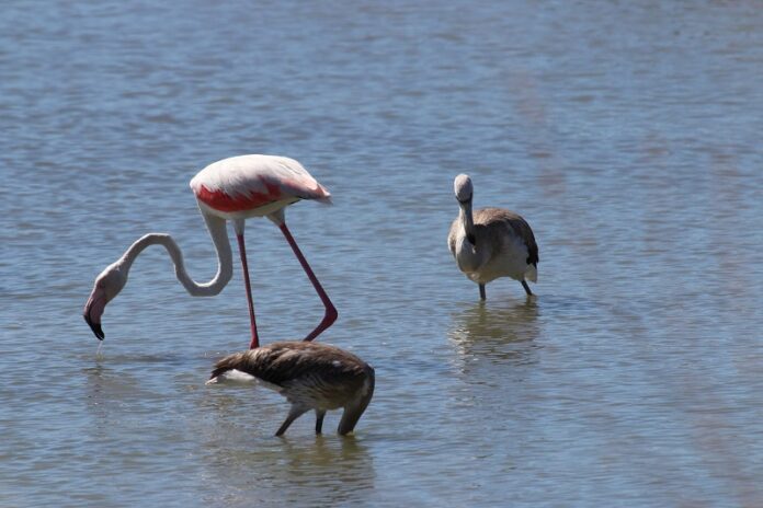 fenicotteri-riserva-saline-2
