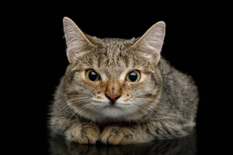 Un gatto “tossico” terrorizza il Giappone
