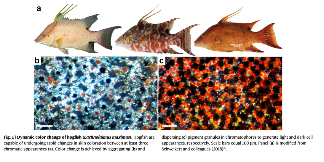 funzione del cambiamento di colore nei pesci maiali