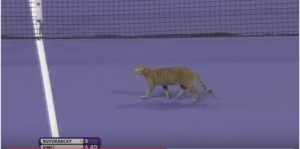 gatto in campo roberta vinci