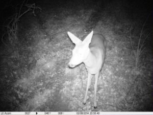 4_Immagine fototrappola - Capriolo Perugia