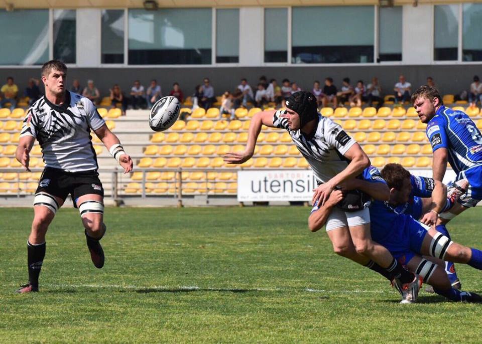 zebre rugby