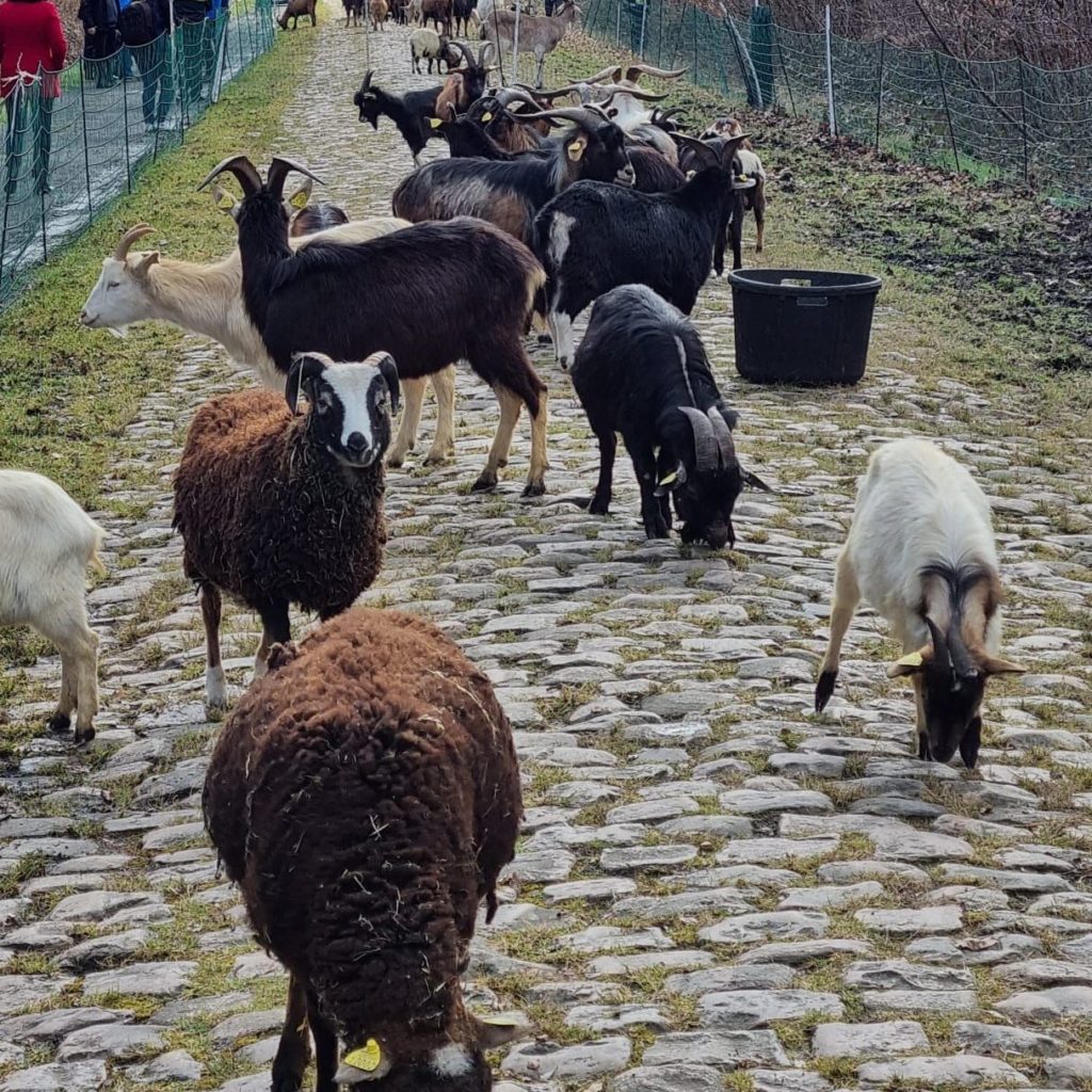 pecore parigi roubaix