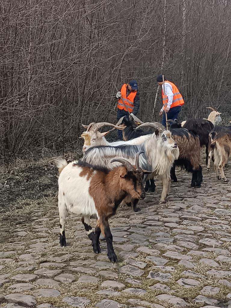 pecore parigi roubaix