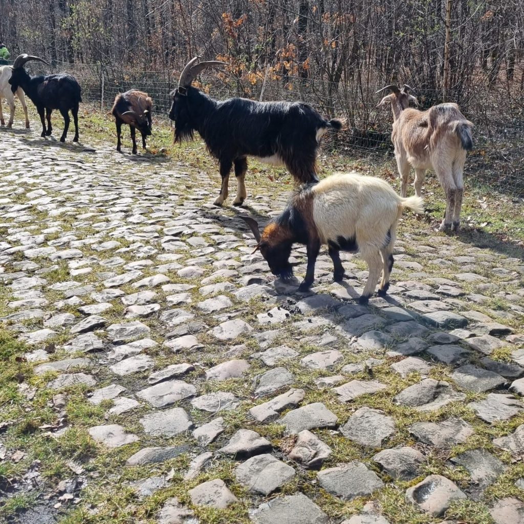 pecore parigi roubaix