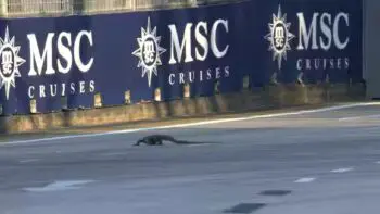 Iguana in pista GP Singapore Formula 1