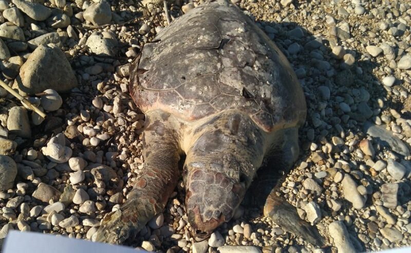 Tartarughe morte sul litorale tra Giovinazzo e Santo Spirito, il WWF: “Pinne amputate”