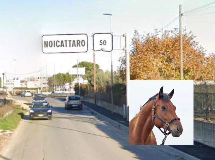 Due mucche e un cavallo fuggono per strada: scattano le ricerche dei Vigili di Noicattaro e Rutigliano