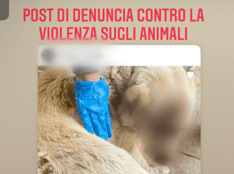 Entrano in un giardino privato e massacrano il cane, lo sfogo del padrone: “Lucky è buonissimo. Siamo scioccati”