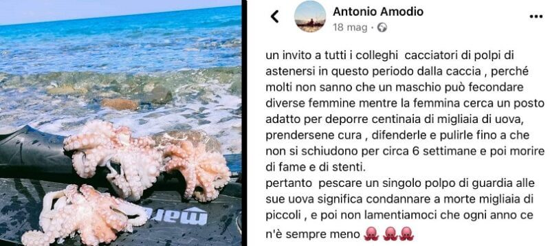 “Stop alla cattura del polpo in estate”, l’appello del pescatore diventa virale