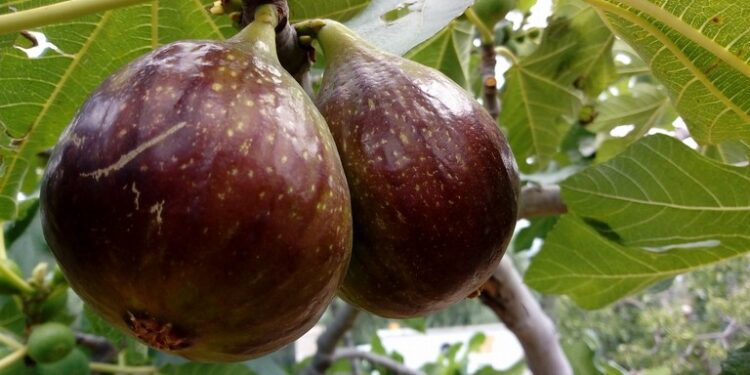 Il fiorone "Mingo Tauro"
