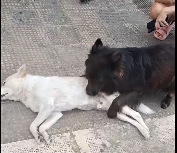 Il cane Bondo investito e ucciso da un’auto a Conversano, l’amico Nerino prova a svegliarlo