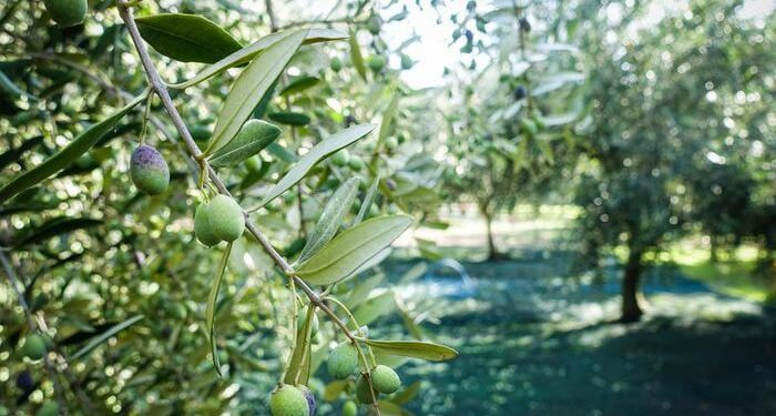Agricoltura: Raccolta Delle Olive Nel Napoletano
