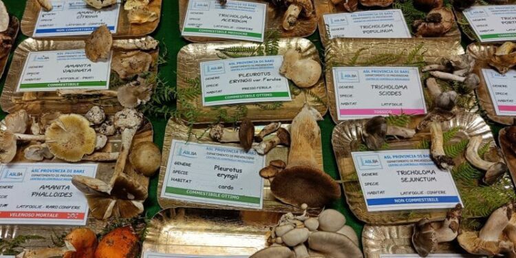 Funghi (2)