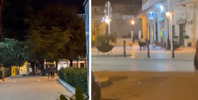 Cavallo Ev