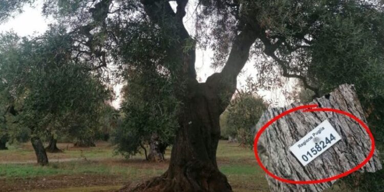 Ulivivo Monopoli Xylella