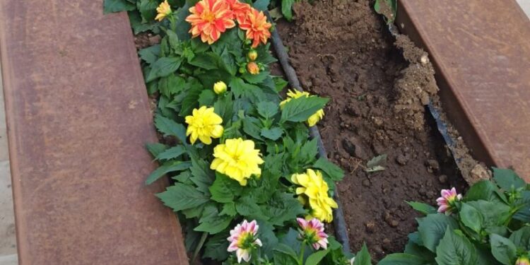 Fiori Molfetta