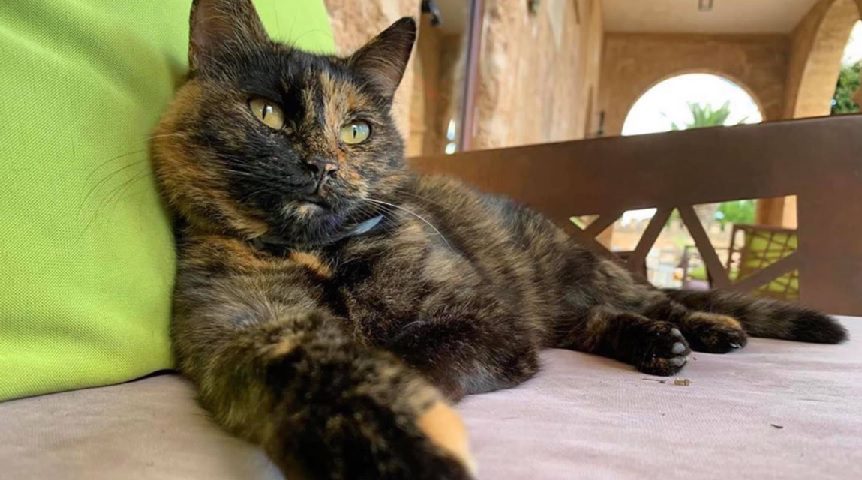Gatto Coldiretti