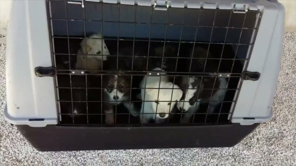 Microchip Gratis Per I Cani: L’iniziativa Del Comune Salentino Contro L’abbandono Estivo – Video