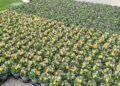 Fiori Corso Cavour3
