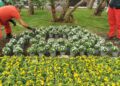 Fiori Corso Cavour4