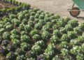 Fiori Corso Cavour6