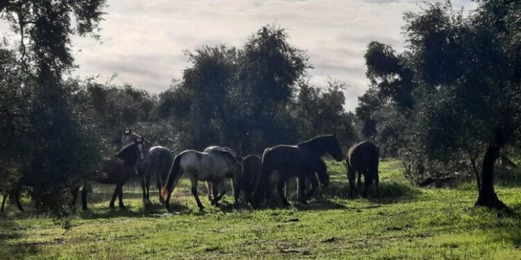 Cavalli Foto Ansa