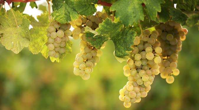 Uva Baresana