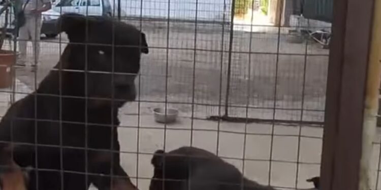 Rottweiler
