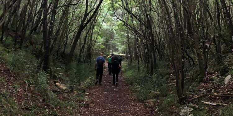 Escursione Nel Bosco