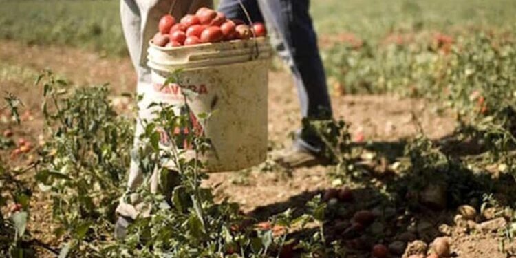 Bracciante 38enne Morto Nei Campi: Indagato Il Titolare