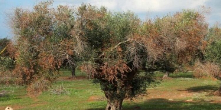Ulivi Xylella