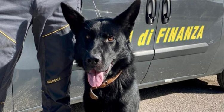 Cane Antidroga