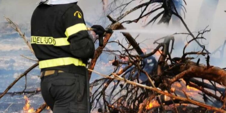 Vicili Del Fuoco Incendio Bosco Foresta