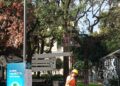 28 10 24 Rimonda Del Secco Sui Lecci Di Piazza Umberto Al Lavoro Squadre Della Multiservizi