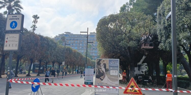 28 10 24 Rimonda Del Secco Sui Lecci Di Piazza Umberto Al Lavoro Squadre Della Multiservizi 2