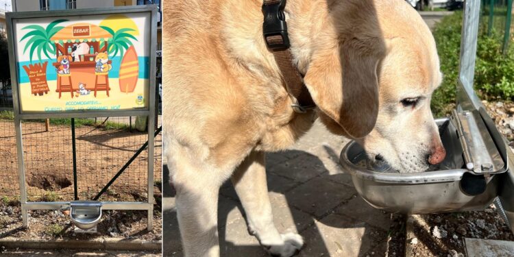 Cane Abbeveratoio