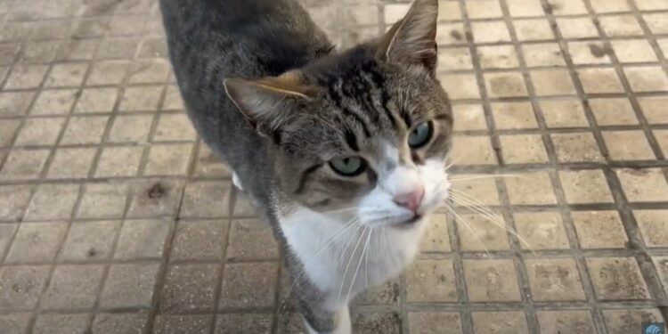 Gatto