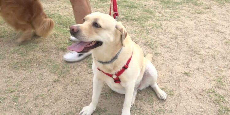 Bagnini A Quattro Zampe Al Via I Corsi A Pane E Pomodoro Per Gli Aspiranti Cani Salvataggio 1140x570