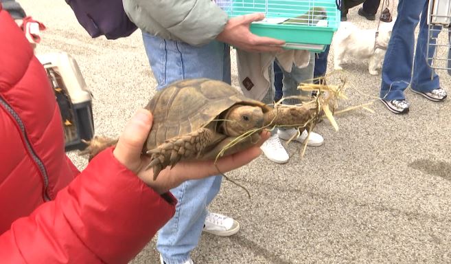 Benedizione Animali
